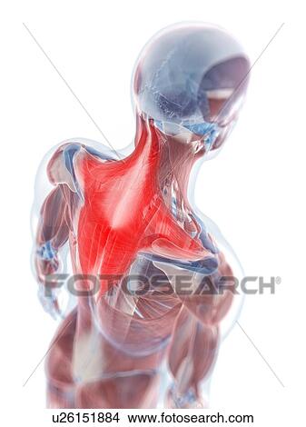 Stock Illustration - Trapezius muscle, artwork. Fotosearch