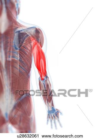 Triceps muscle, artwork View Large Illustration Clip Art - Triceps muscle, artwork. Fotosearch