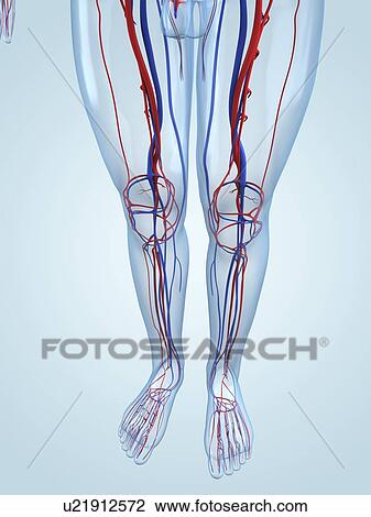 Clip Art of Vascular system, artwork u21912572 - Search Clipart ...