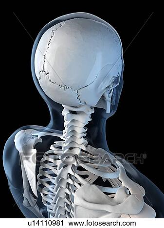 Upper body bones, artwork View Large Illustration Clip Art - Upper body bones, artwork. Fotosearch