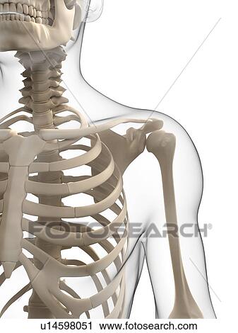 Clip Art - Upper body bones, artwork. Fotosearch
