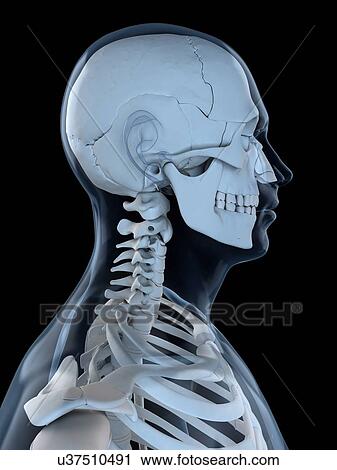 Upper body bones, artwork View Large Illustration Clip Art - Upper body bones, artwork. Fotosearch