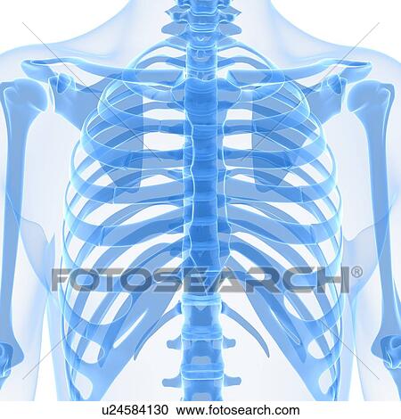 Upper body bones, artwork View Large Illustration Clipart - Upper body bones, artwork. Fotosearch