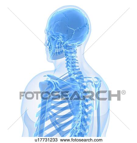 Drawing - Upper body bones, artwork. Fotosearch