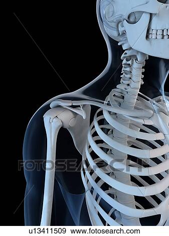 Stock Illustration - Upper body bones, artwork. Fotosearch