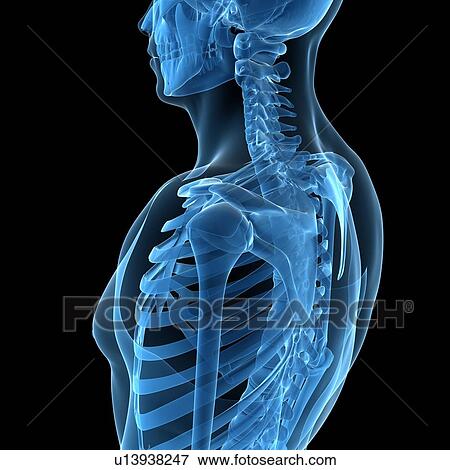 Stock Illustration - Upper body bones, artwork. Fotosearch