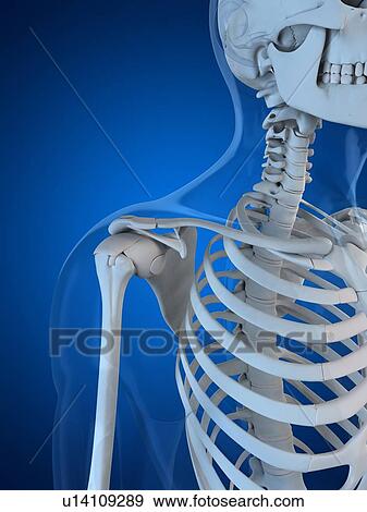 Stock Illustration - Upper body bones, artwork. Fotosearch