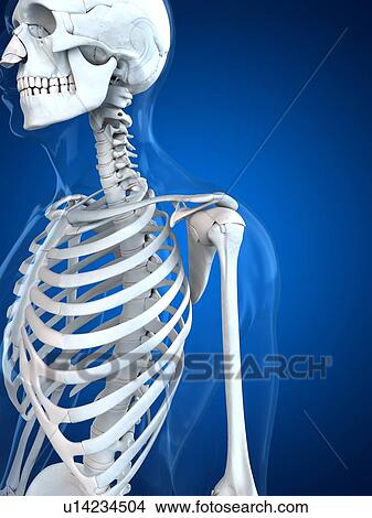 Stock Illustration - Upper body bones, artwork. Fotosearch