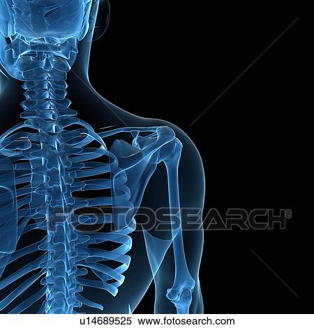 Stock Illustration - Upper body bones, artwork. Fotosearch
