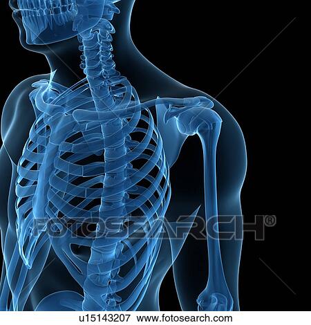 Stock Illustration - Upper body bones, artwork. Fotosearch
