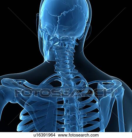 Stock Illustration - Upper body bones, artwork. Fotosearch