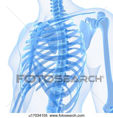 Stock Illustration - Upper body bones, artwork. Fotosearch