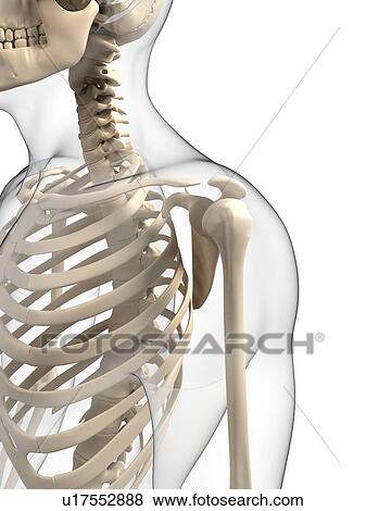 Upper body bones, artwork View Large Illustration Stock Illustration - Upper body bones, artwork. Fotosearch