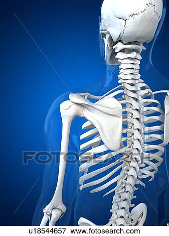 Stock Illustration - Upper body bones, artwork. Fotosearch