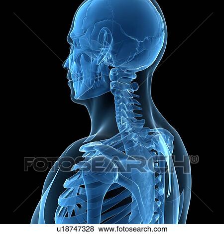 Upper body bones, artwork View Large Illustration Stock Illustration - Upper body bones, artwork. Fotosearch