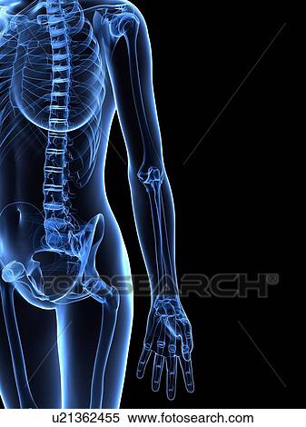 Stock Illustration - Upper body bones, artwork. Fotosearch