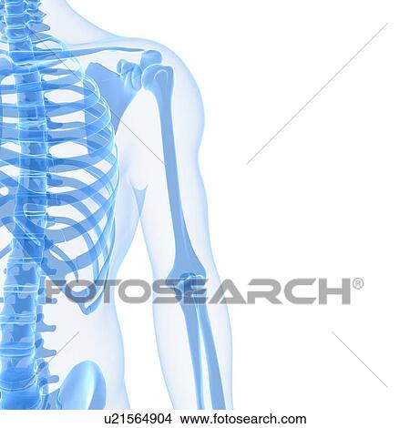 Upper body bones, artwork View Large Illustration Stock Illustration - Upper body bones, artwork. Fotosearch