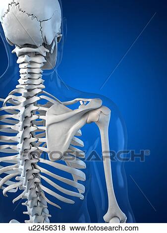 Upper body bones, artwork View Large Illustration Stock Illustration - Upper body bones, artwork. Fotosearch
