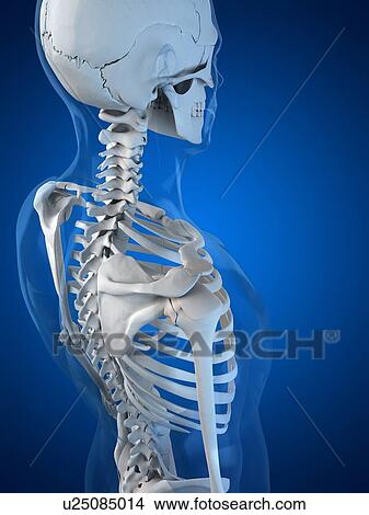 Stock Illustration - Upper body bones, artwork. Fotosearch