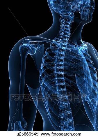 Stock Illustration - Upper body bones, artwork. Fotosearch