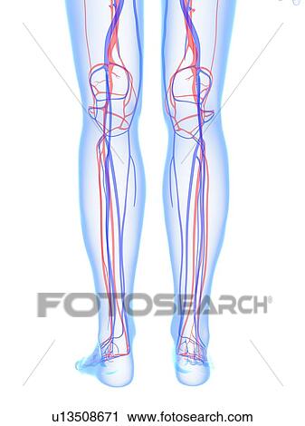 Vascular system, artwork View Large Illustration Clip Art - Vascular system, artwork. Fotosearch