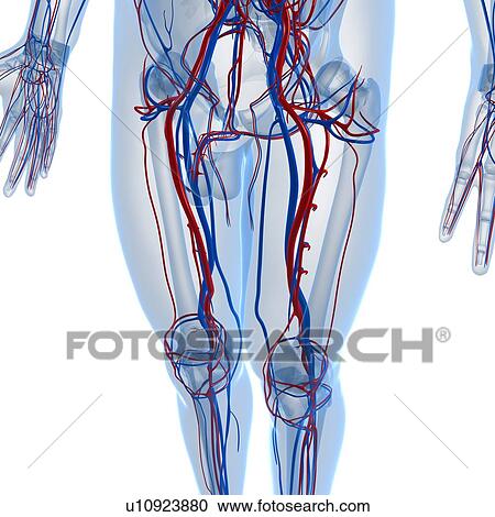 Clipart - Vascular system, artwork. Fotosearch