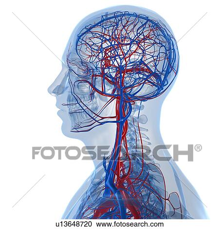 Clipart - Vascular system, artwork. Fotosearch