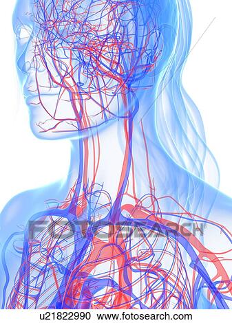 Vascular system, artwork View Large Illustration Clipart - Vascular system, artwork. Fotosearch