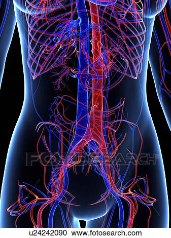 Vascular system, artwork View Large Illustration Clipart - Vascular system, artwork. Fotosearch