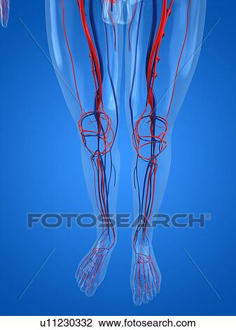 Drawing - Vascular system, artwork. Fotosearch