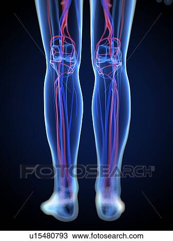 Drawing - Vascular system, artwork. Fotosearch