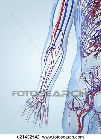 Drawing - Vascular system, artwork. Fotosearch