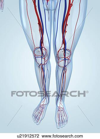 Vascular system, artwork View Large Illustration Drawing - Vascular system, artwork. Fotosearch