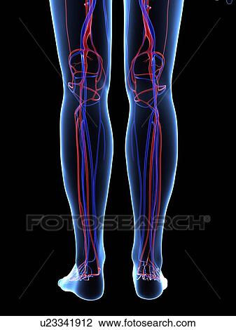 Drawing - Vascular system, artwork. Fotosearch