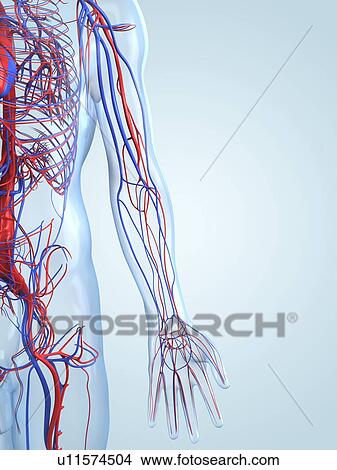 Stock Illustration - Vascular system, artwork. Fotosearch