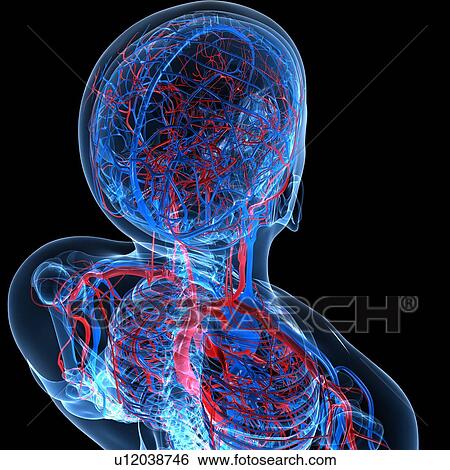 Vascular system, artwork View Large Illustration Stock Illustration - Vascular system, artwork. Fotosearch