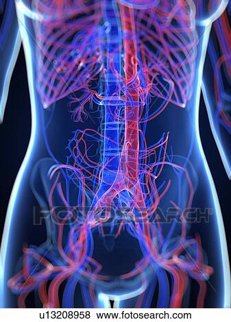 Stock Illustration - Vascular system, artwork. Fotosearch
