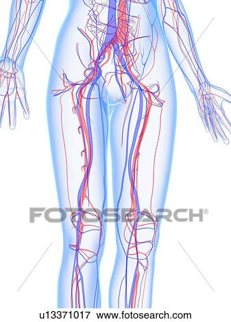 Stock Illustration - Vascular system, artwork. Fotosearch