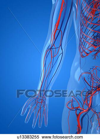 Vascular system, artwork View Large Illustration Stock Illustration - Vascular system, artwork. Fotosearch