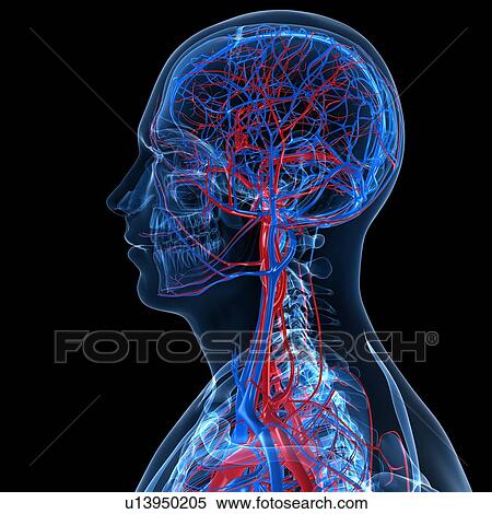 Stock Illustration - Vascular system, artwork. Fotosearch