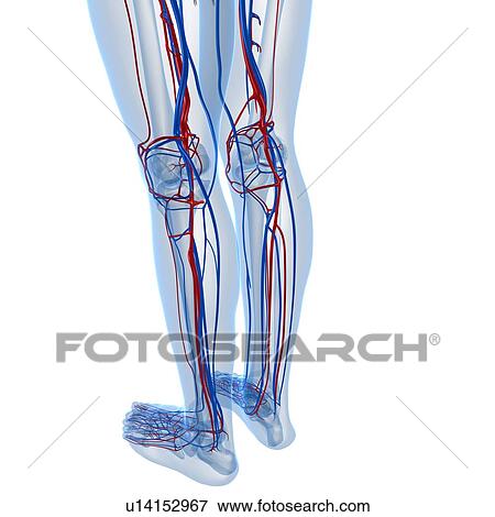 Stock Illustration - Vascular system, artwork. Fotosearch