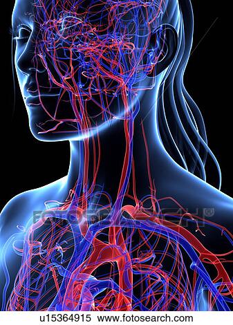 Stock Illustration - Vascular system, artwork. Fotosearch