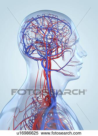 Stock Illustration - Vascular system, artwork. Fotosearch