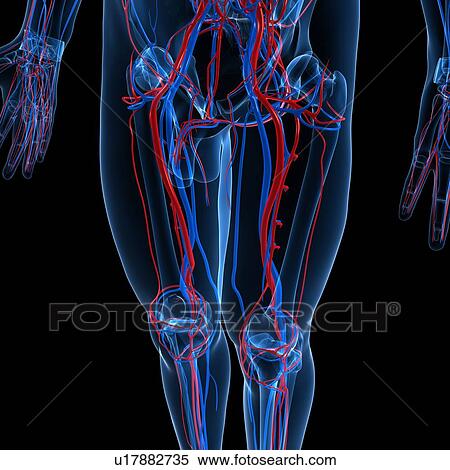 Stock Illustration - Vascular system, artwork. Fotosearch