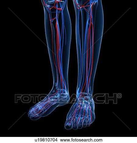 Vascular system, artwork View Large Illustration Stock Illustration - Vascular system, artwork. Fotosearch
