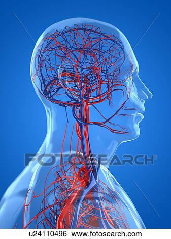 Vascular system, artwork View Large Illustration Stock Illustration - Vascular system, artwork. Fotosearch