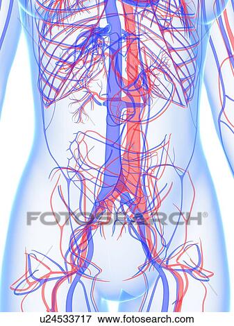 Stock Illustration - Vascular system, artwork. Fotosearch