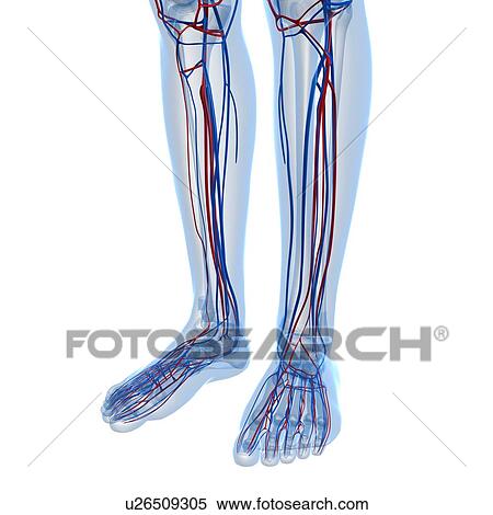 Vascular system, artwork View Large Illustration Stock Illustration - Vascular system, artwork. Fotosearch