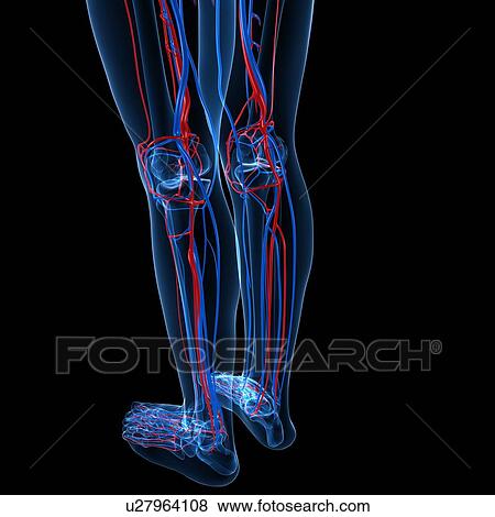 Stock Illustration - Vascular system, artwork. Fotosearch