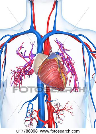 心臓血管のシステム ｱｰﾄﾜｰｸ イラスト U Fotosearch